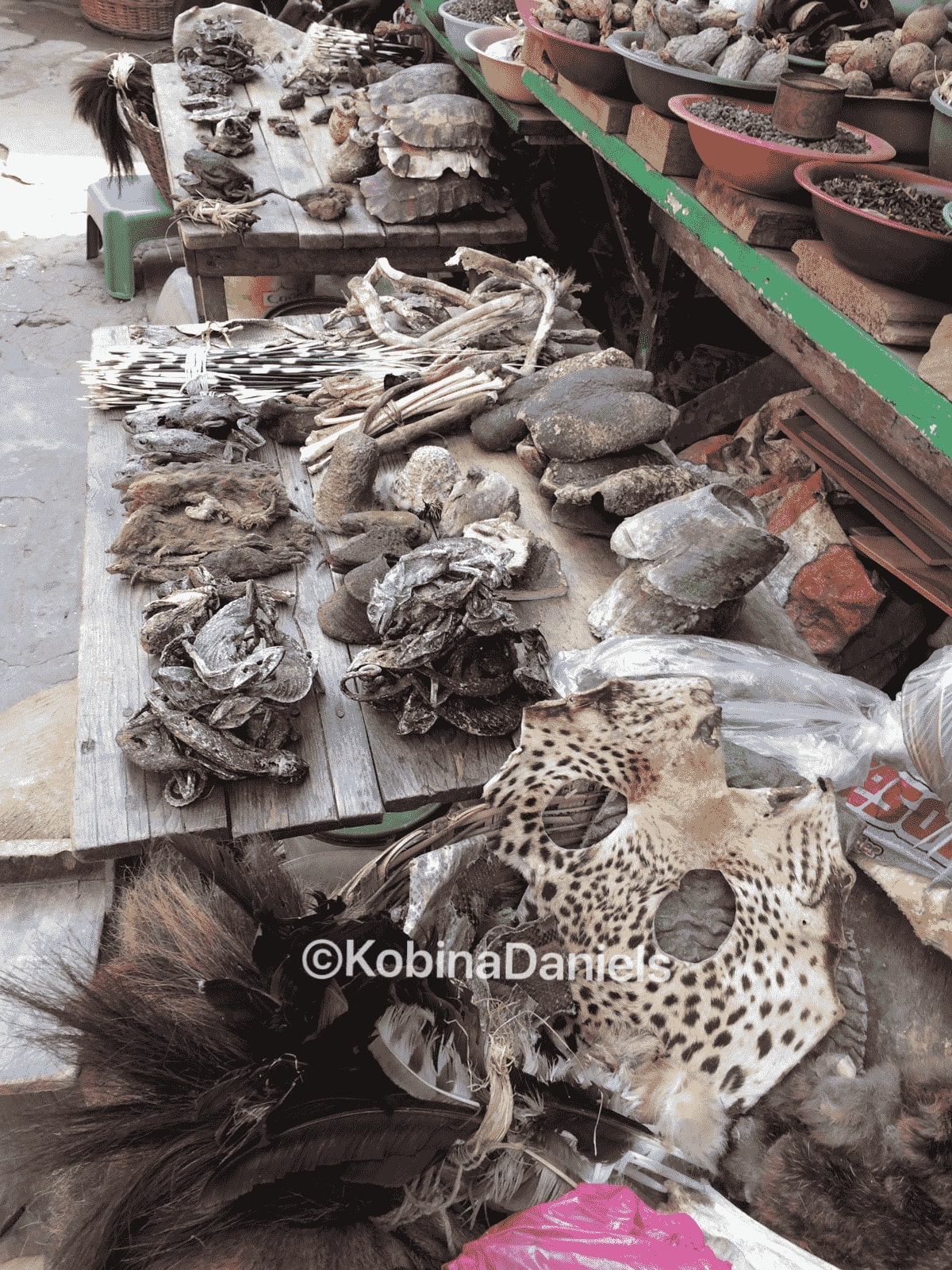 Table of dead wildlife